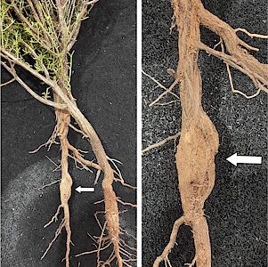 Chrysobothris sp. Bidentate pronotum, PL5673, larval host plant, Westringia rigida (PJL 3610B) with root gall arrowed, EP